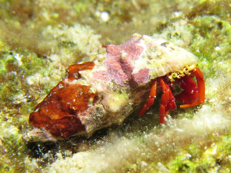 17 Red Reef Hermit Crab IMG_4061.jpg